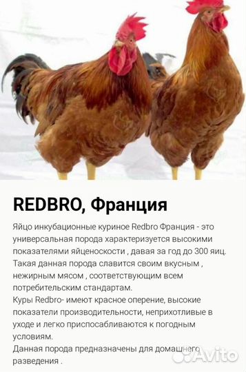 Петухи молодые