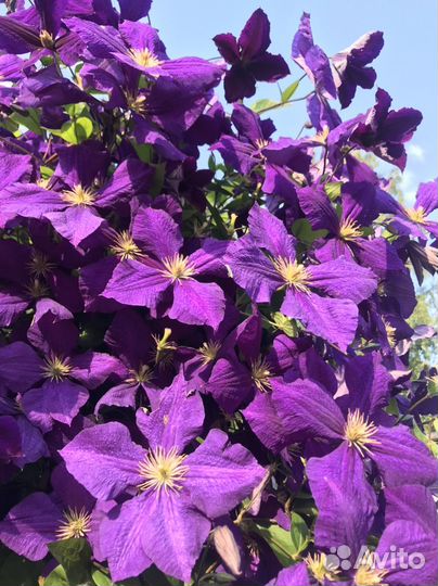 Клематис, роза, ирис,флокс