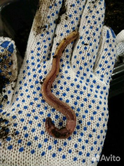 Черви Дендробена