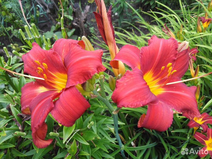 Лилейники, лилия (саранка) тигровая, ирисы