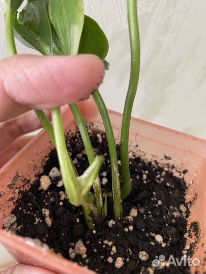 Эпипремнум Годзилла