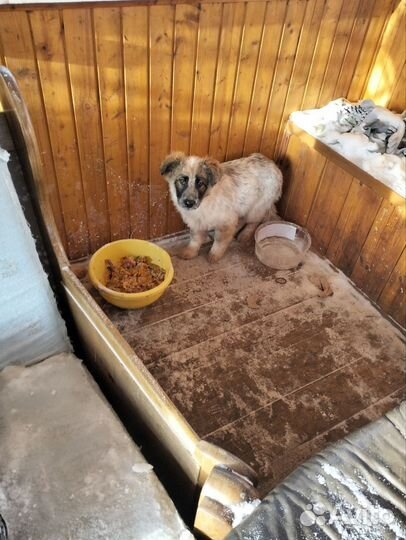 Щенки в добрые руки