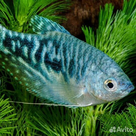 Аквариумные рыбки гурами