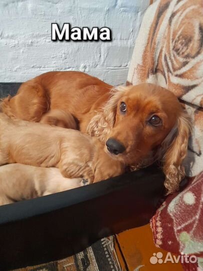 Кокер спаниель