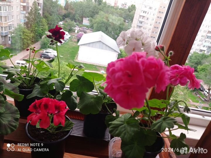 Пеларгония герань