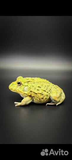 Лягушка водонос, баджетта