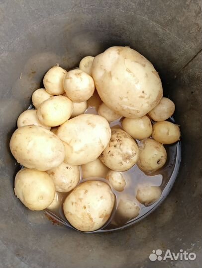 Картофель молодой