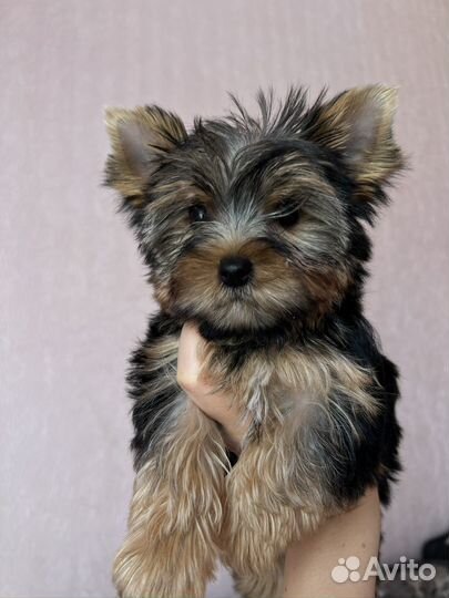 Йоркширский терьер щенки