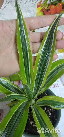 Драцена фрагранс лемон