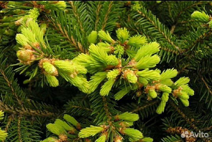 Пихтовое масло