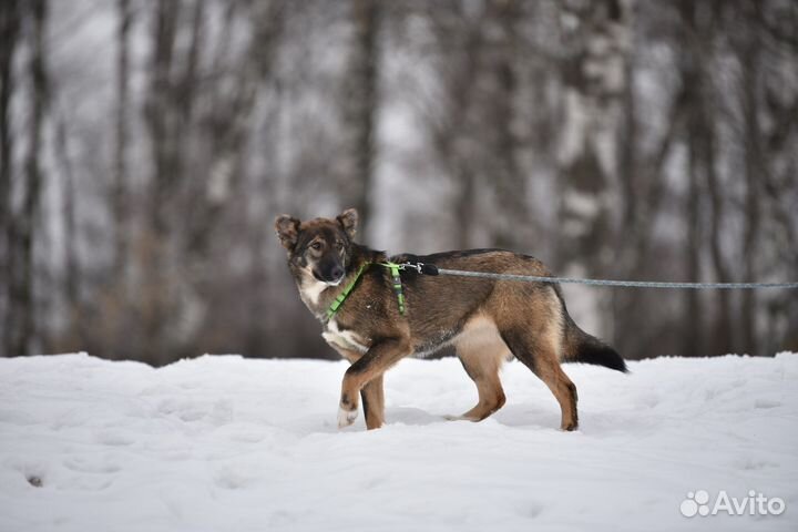 Собака. Небольшая из приюта. Девочка
