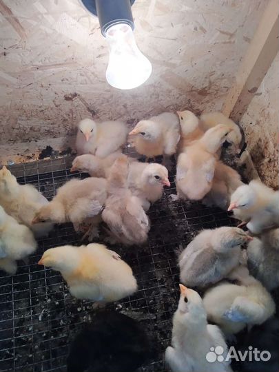 Цыплята Брама Изабелла