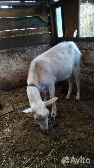 Козел продается