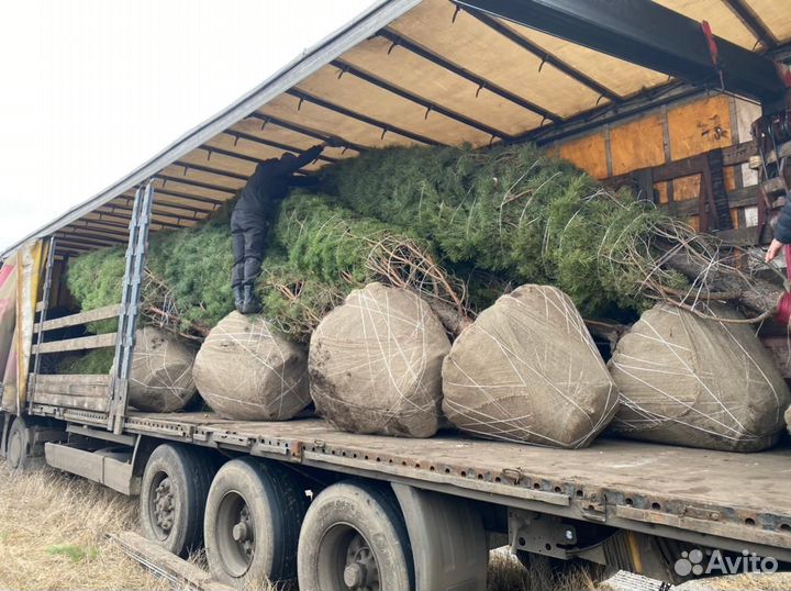 Экстра качество Смарагд