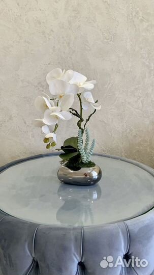 Орхидеи декоративные