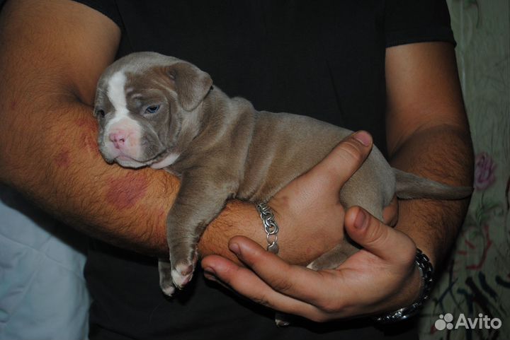 Американский булли покет щенки