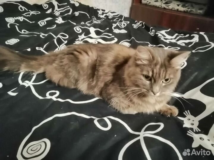 Кошки в добрые руки бесплатно