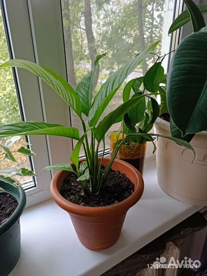 Спатифиллум женское счастье