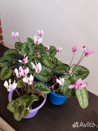 Европейский цикламен душистый Purpurascens