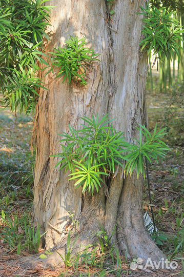 Подокарпус (ногоплодник) крупнолистный, семена