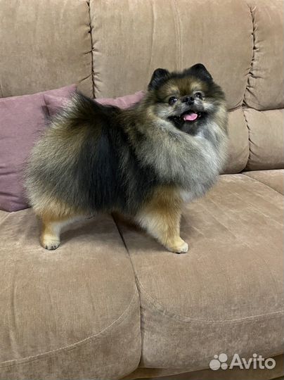 Шпиц кобель вязка