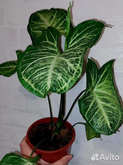 Сингониум Батерфляй и Конфетти