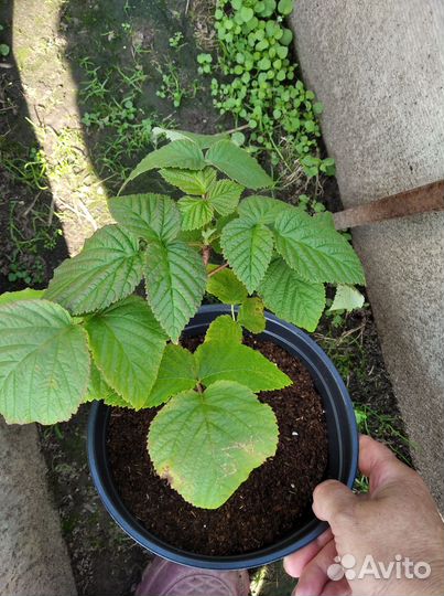 Малина вайолет ремонтантная