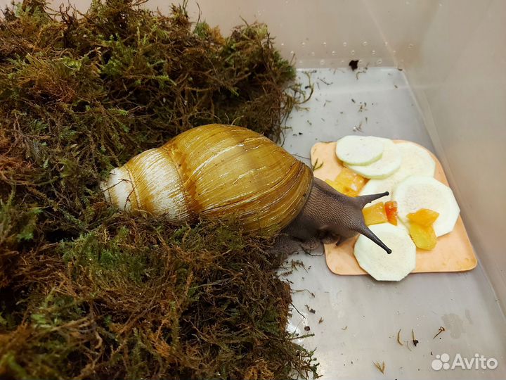 Улитки архахатины