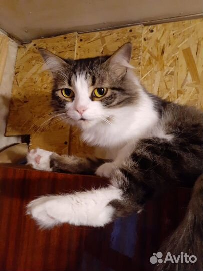 Кошка Мишель ищет добрые руки