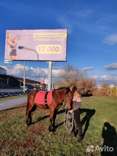 Лошадь жеребец