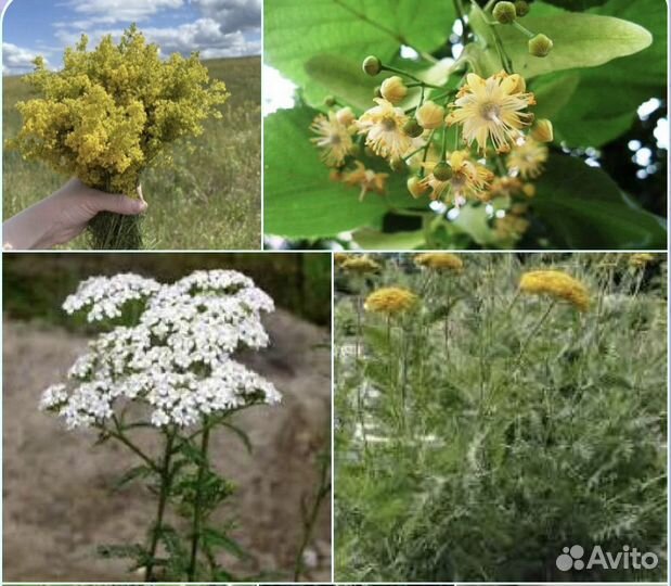 Фито сбор от паразитов из трав в порошке