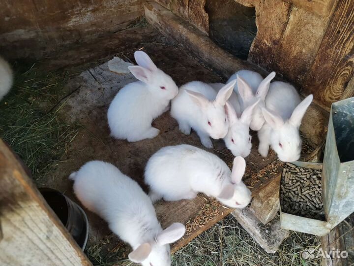Кролики белый паннон