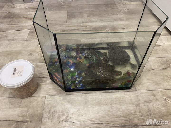 Красноухие черепахи с аквариумом
