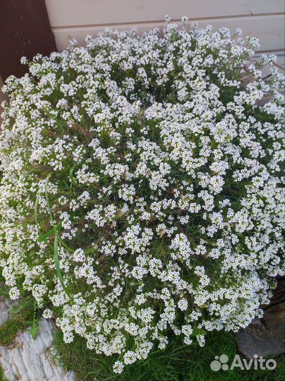 Алисум Stream Lavender и Snow Princess