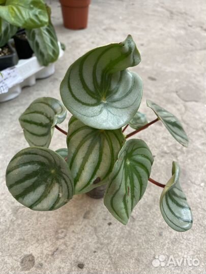 Комнатные цветы