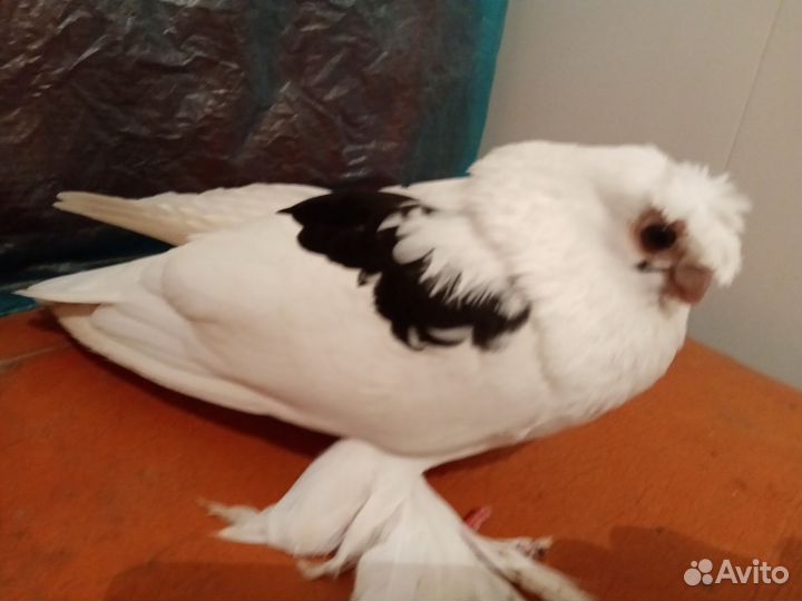 Голуби узбеки