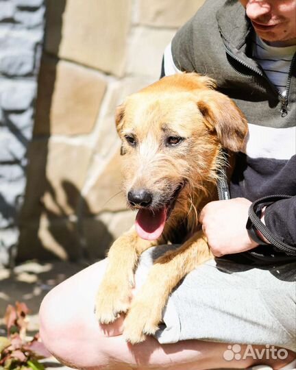 Собака в добрые руки