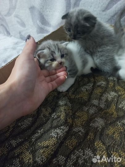 Отдам котят в добрые руки