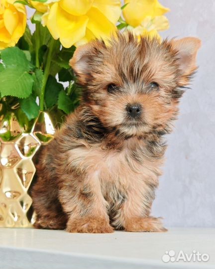 Йоркширский терьер мини мальчик голдаст