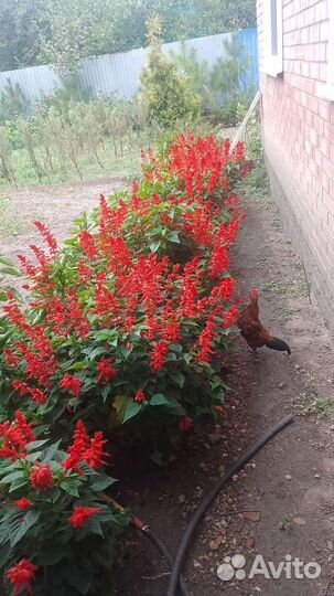 Гибискус 2х летние на горшок или Озеленение