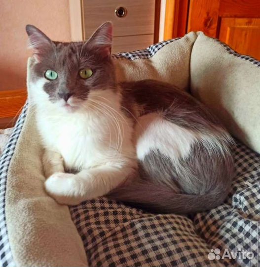 Будет пушистая Флаффи ручная кошечка из коммуналки