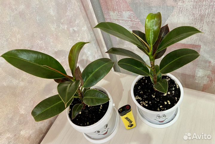 Фикус Мелани