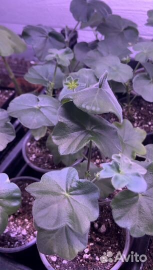 Герани и пеларгонии