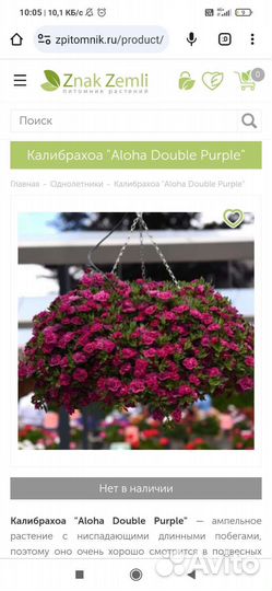 Растения для сада