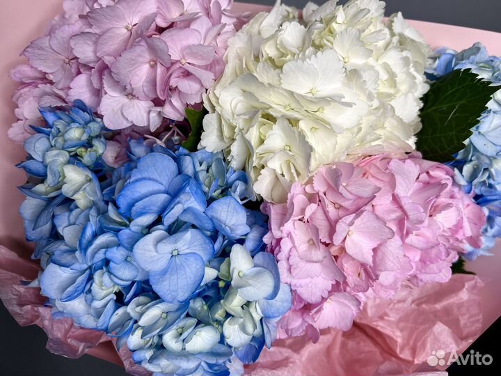 Гортензии прекрасные