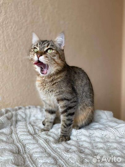 Кошка Пчёлка уже давно ищет дом