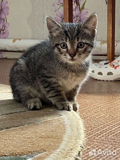 Котик в добрые руки