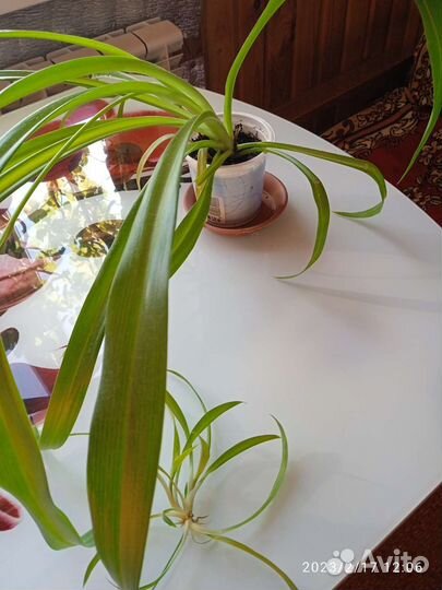 Хлорофитум