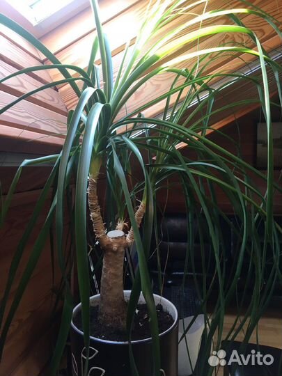 Драцена, нолина