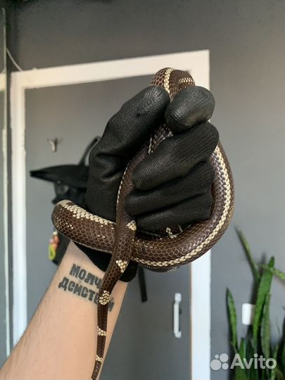 Калифорнийская змея